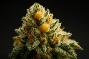 thca flowers upclose representing the question: what is thca?